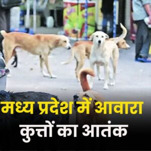 stray dogs